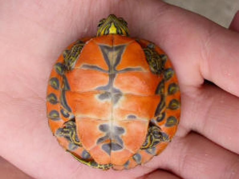 Alabama Redbellied Turtle Outdoor Alabama